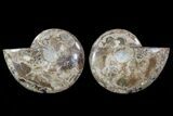 Choffaticeras (Daisy Flower) Ammonite - Madagascar #78358-1